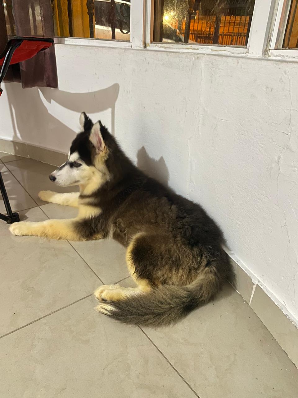 animales y mascotas - Vendo Husky Siberiano 1