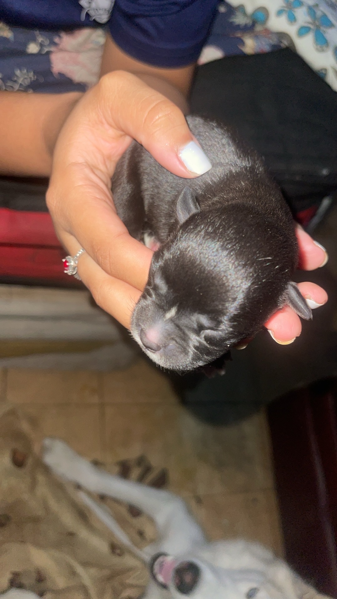 animales y mascotas - perros husky disponible  7