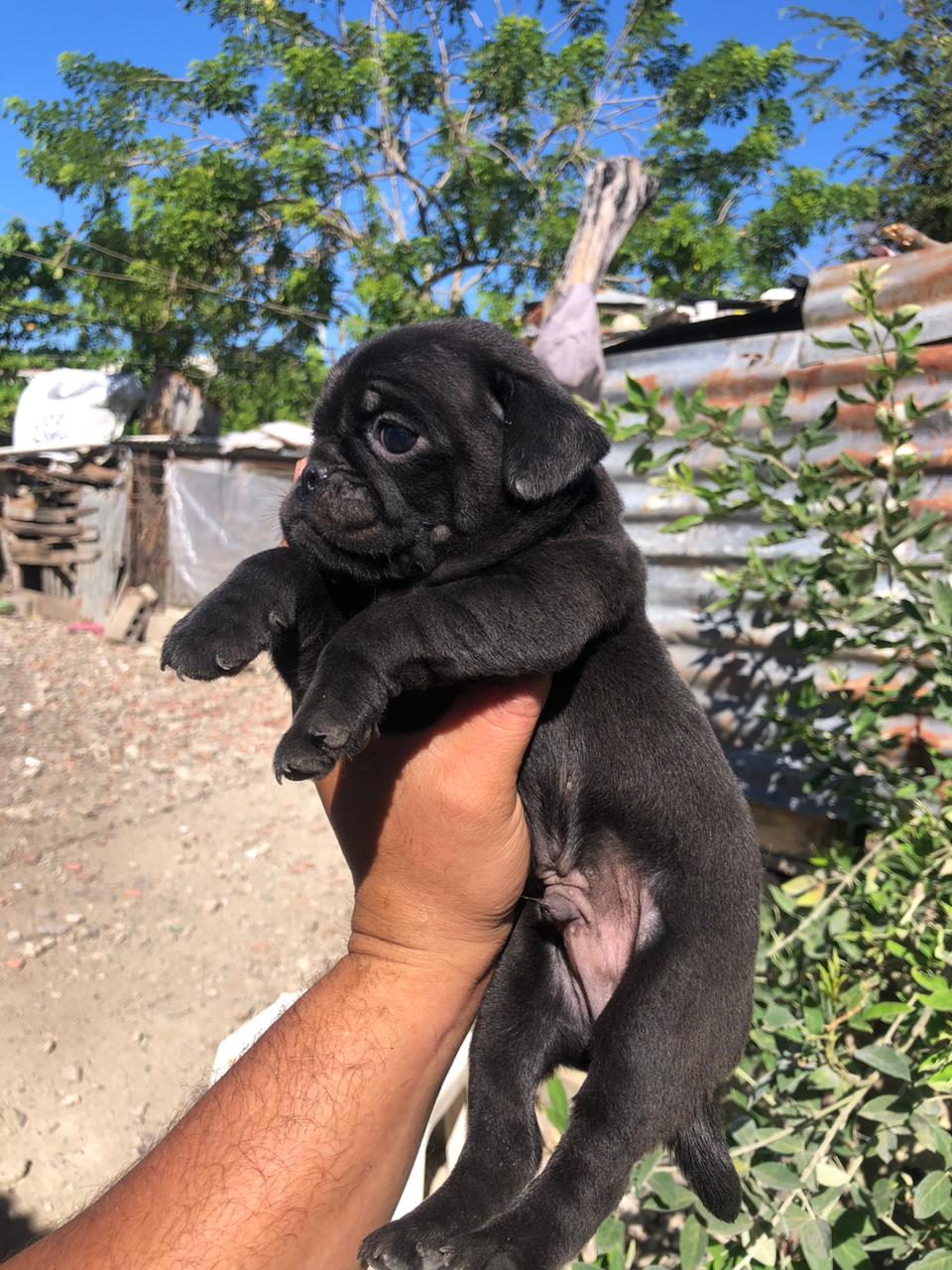 animales y mascotas - Pug macho y hembra  0