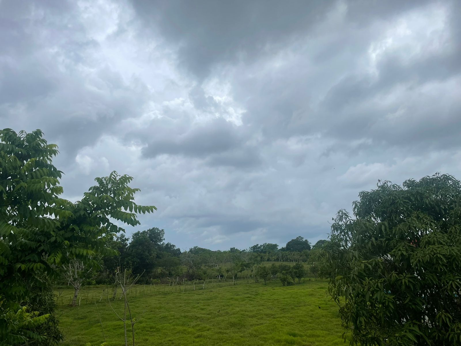 solares y terrenos - Finca Ganadera en Bayaguana de 855 tareas  3