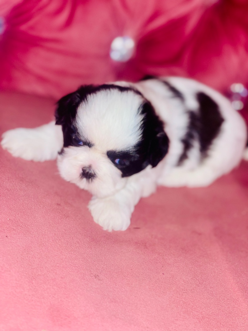 animales y mascotas - Perritos Shih tzu mini  0