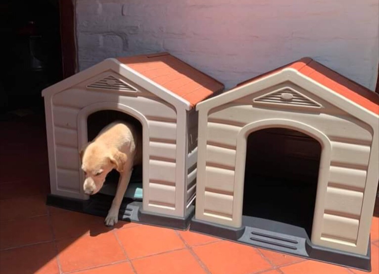 animales y mascotas - Casa 🏠 Para Perros 🐕 🐶 RimaxRaza grande-Medina y pequeña  0