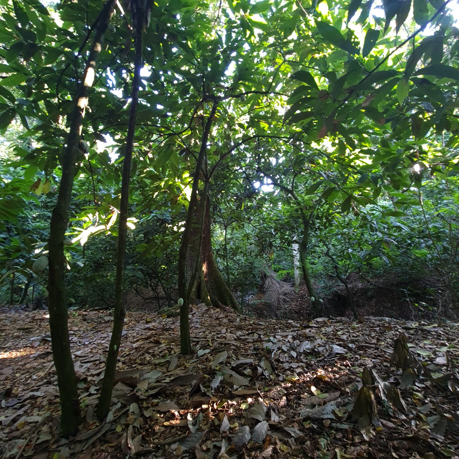 solares y terrenos - Finca en Venta en San Francisco de Macorís Macoris Las Guazumas