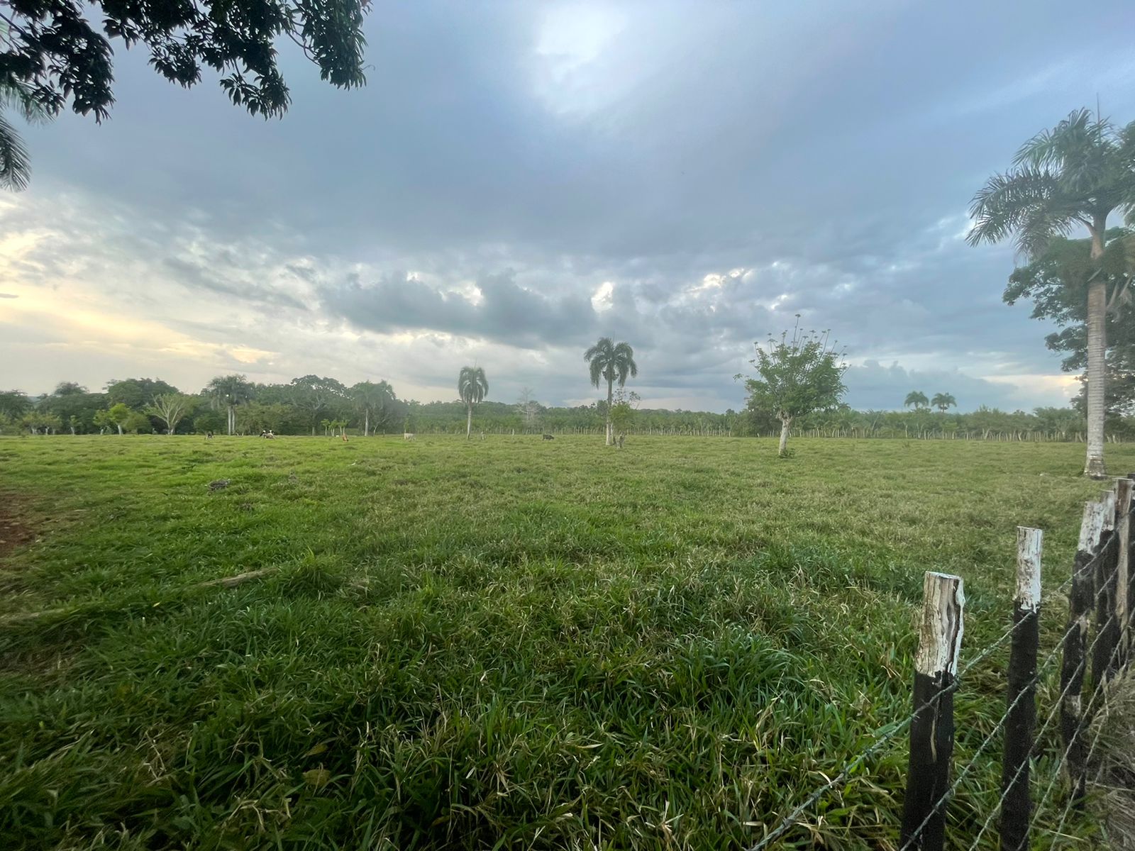 solares y terrenos - Finca Ganadera en Bayaguana de 855 tareas  5