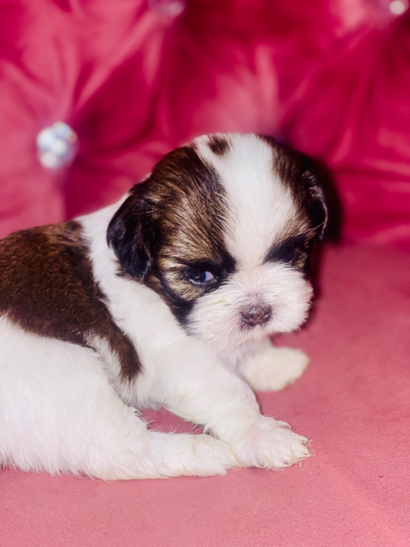 animales y mascotas - Perritos Shih tzu mini  2