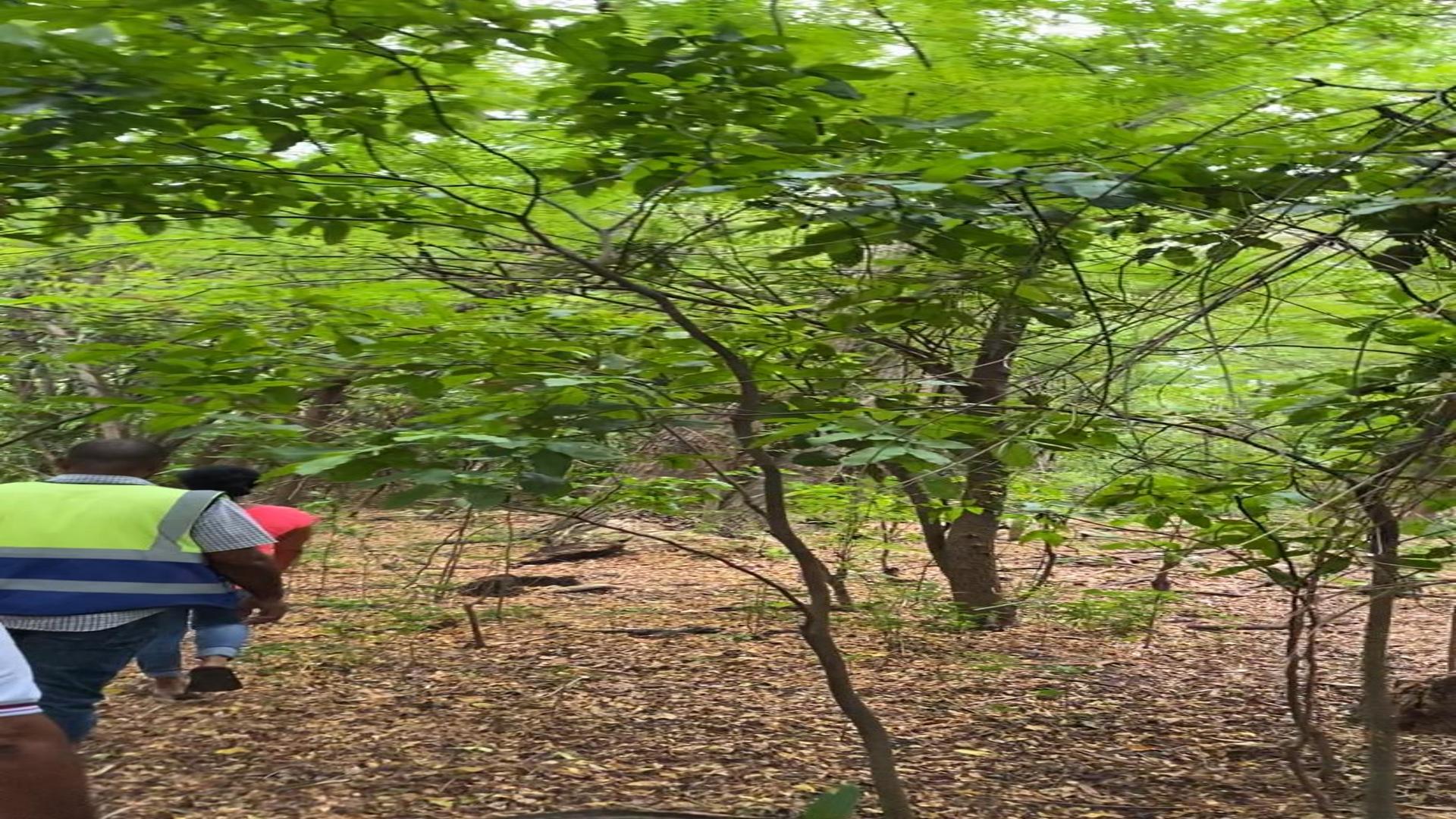 solares y terrenos - Beachfront Land For Sale in Barahona, Dominican Republic | 84,700 M2 3
