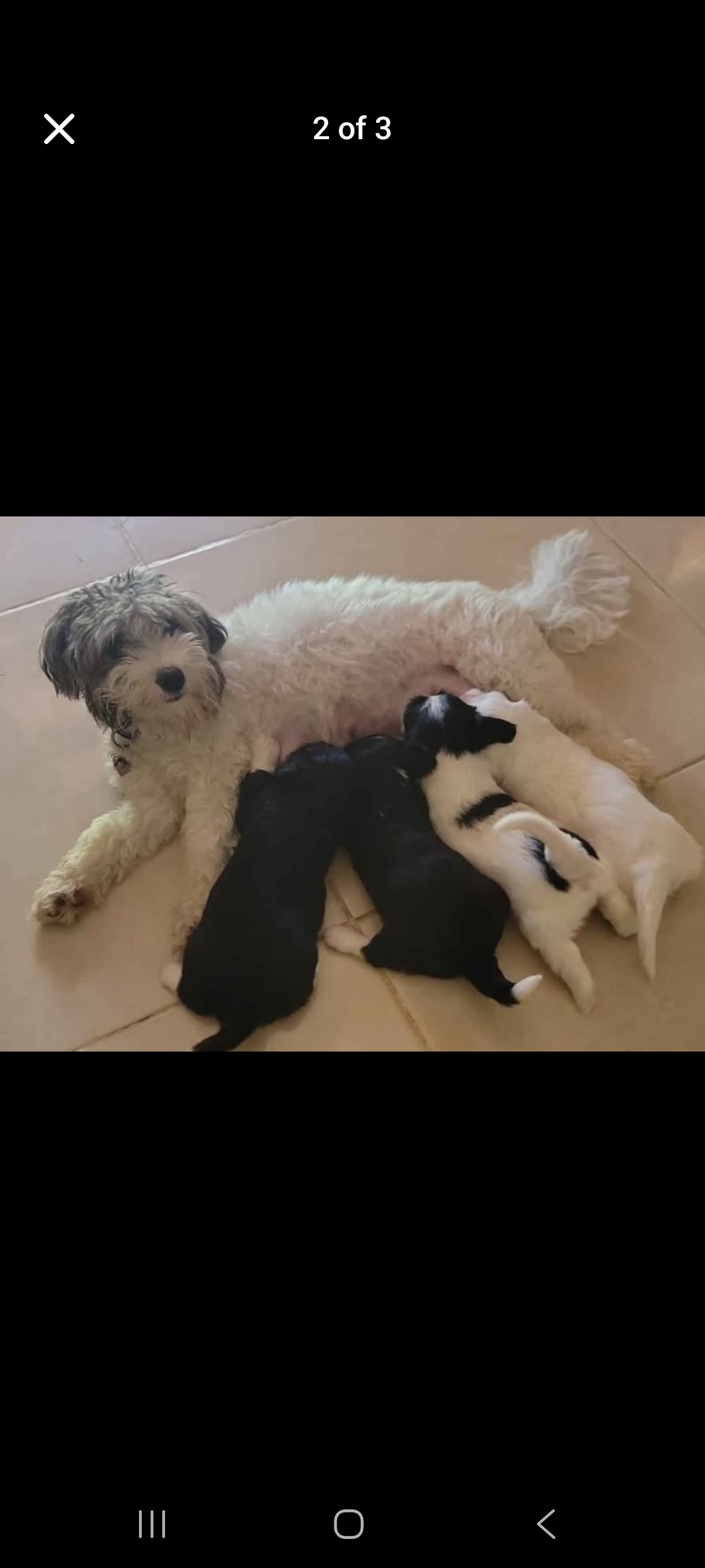 animales y mascotas - Shipoo  2