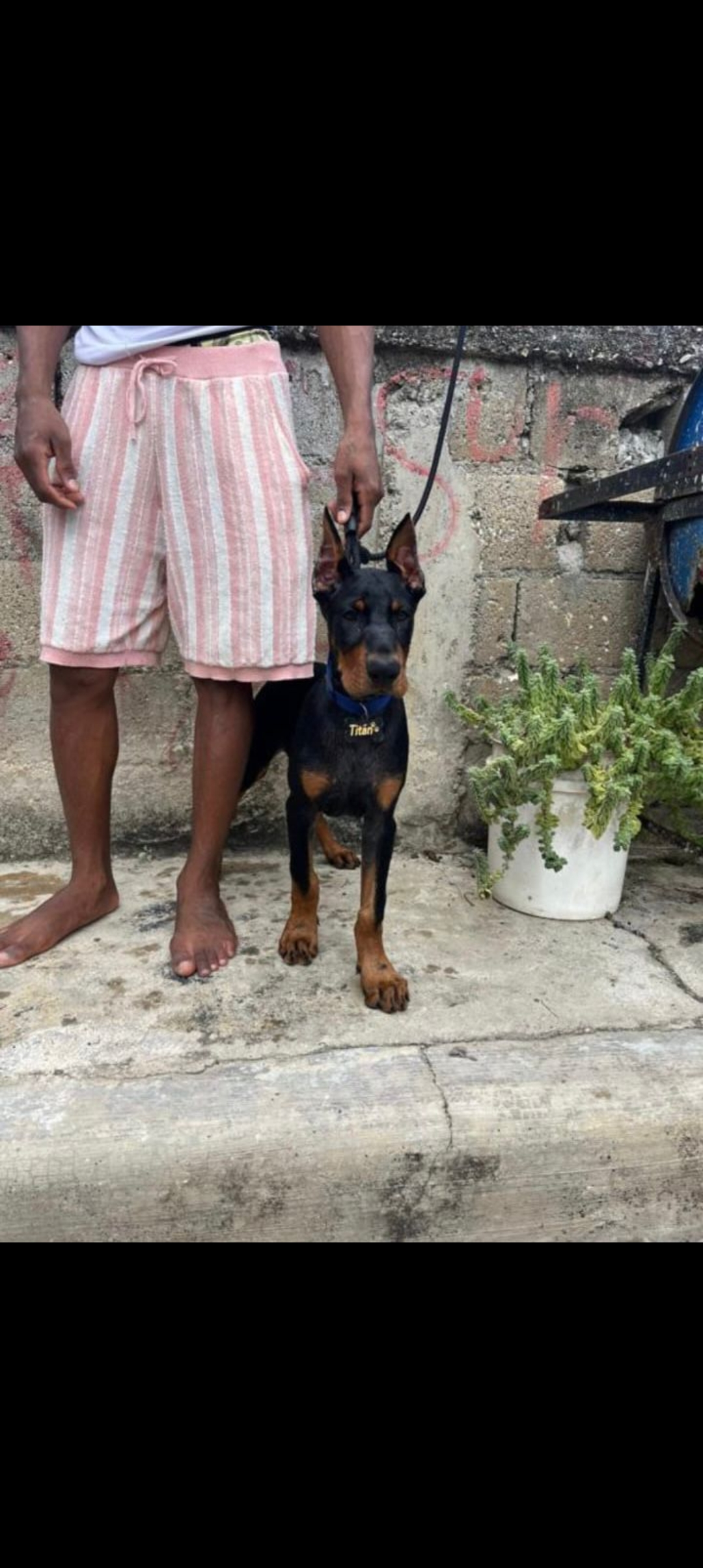 animales y mascotas - doberman  0