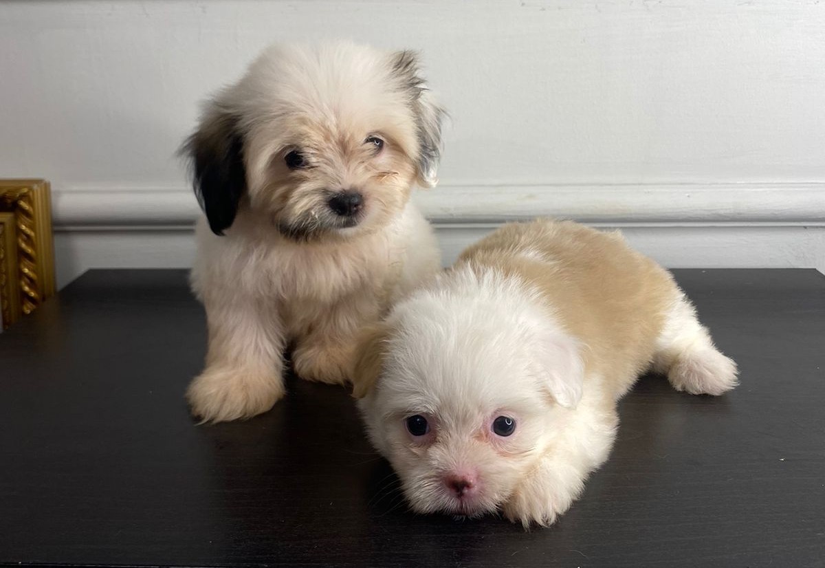 animales y mascotas - Shipoo hembra  0