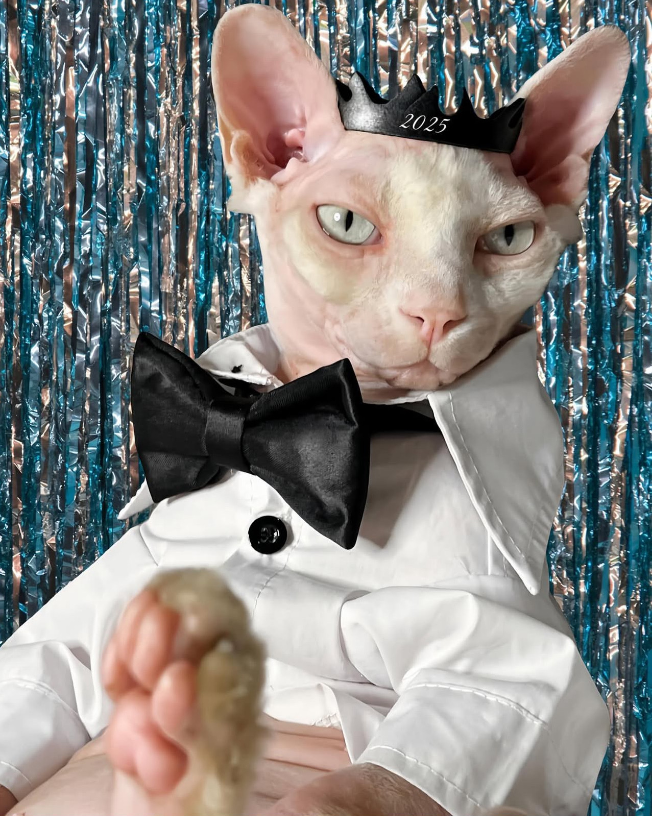animales y mascotas - gato esfinge para monta  6