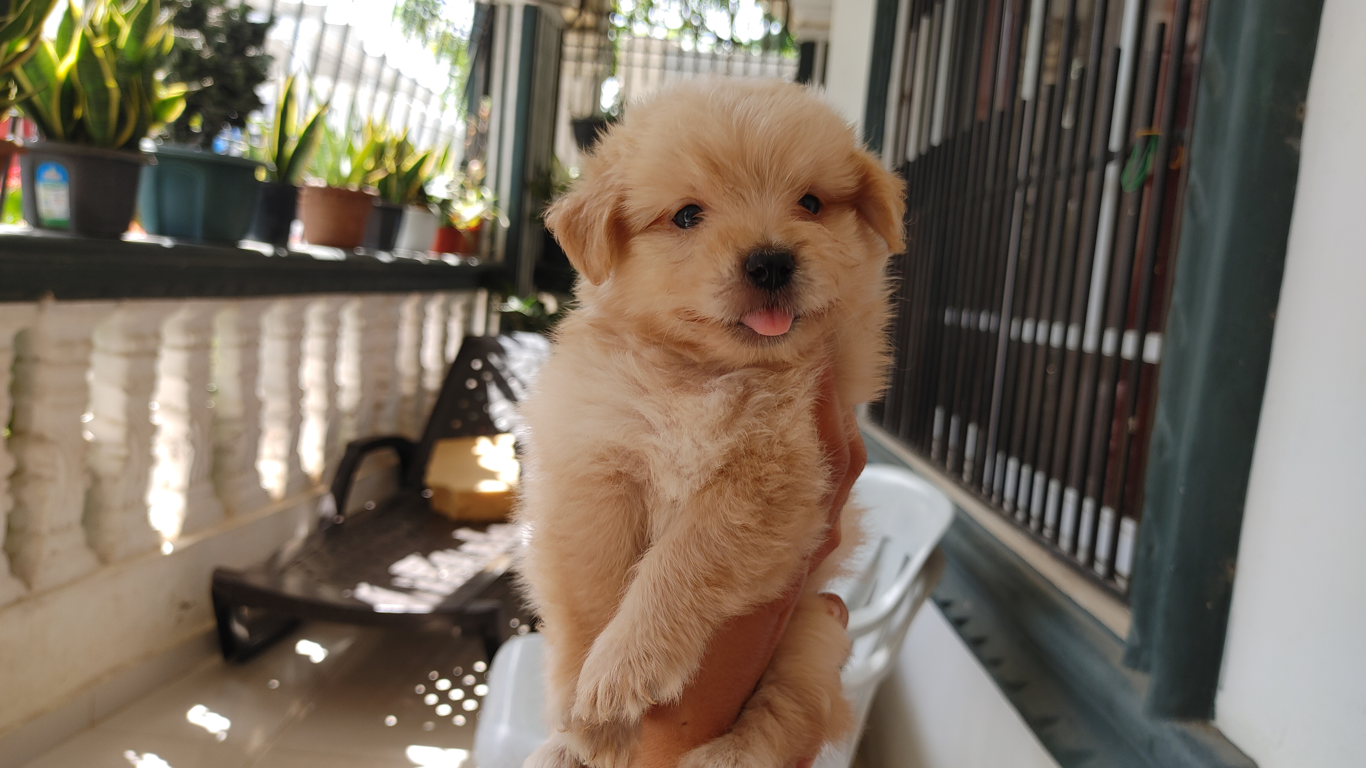 animales y mascotas - Cachorro shihpoo,shipoo,malte,poodle,podle
