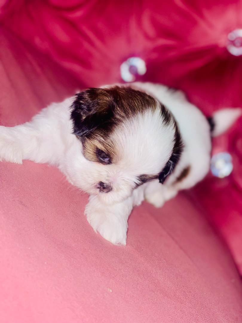 animales y mascotas - Perritos Shih tzu mini  3