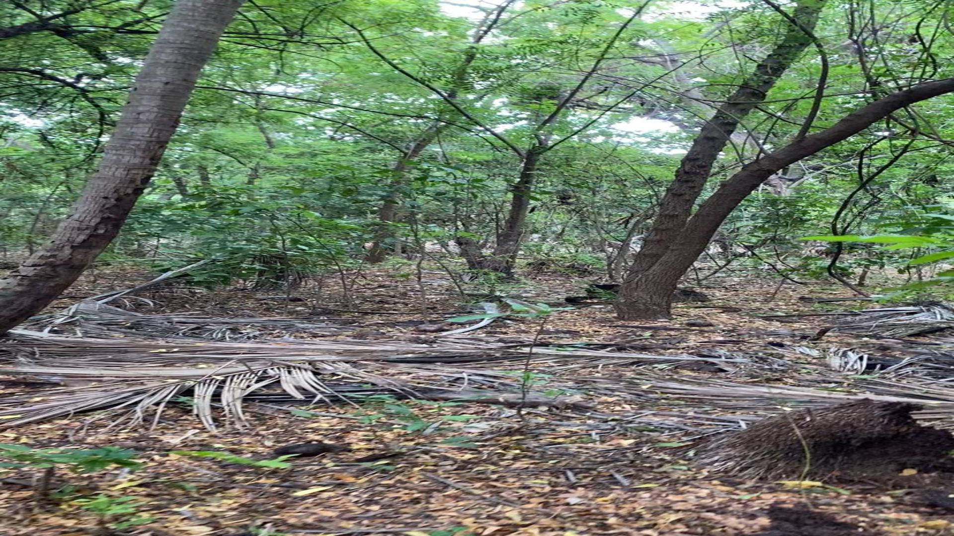 solares y terrenos - Beachfront Land For Sale in Barahona, Dominican Republic | 84,700 M2 4