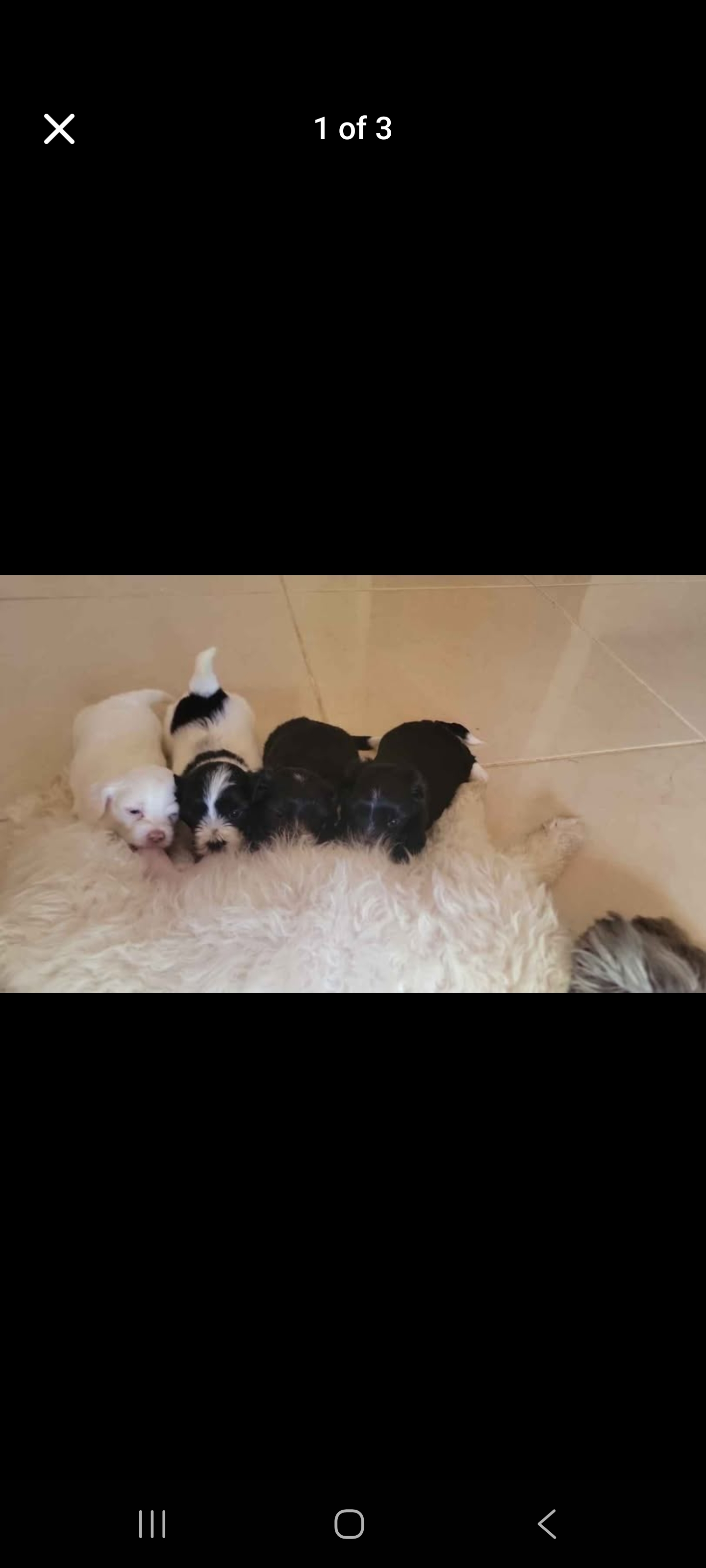animales y mascotas - Shipoo  3