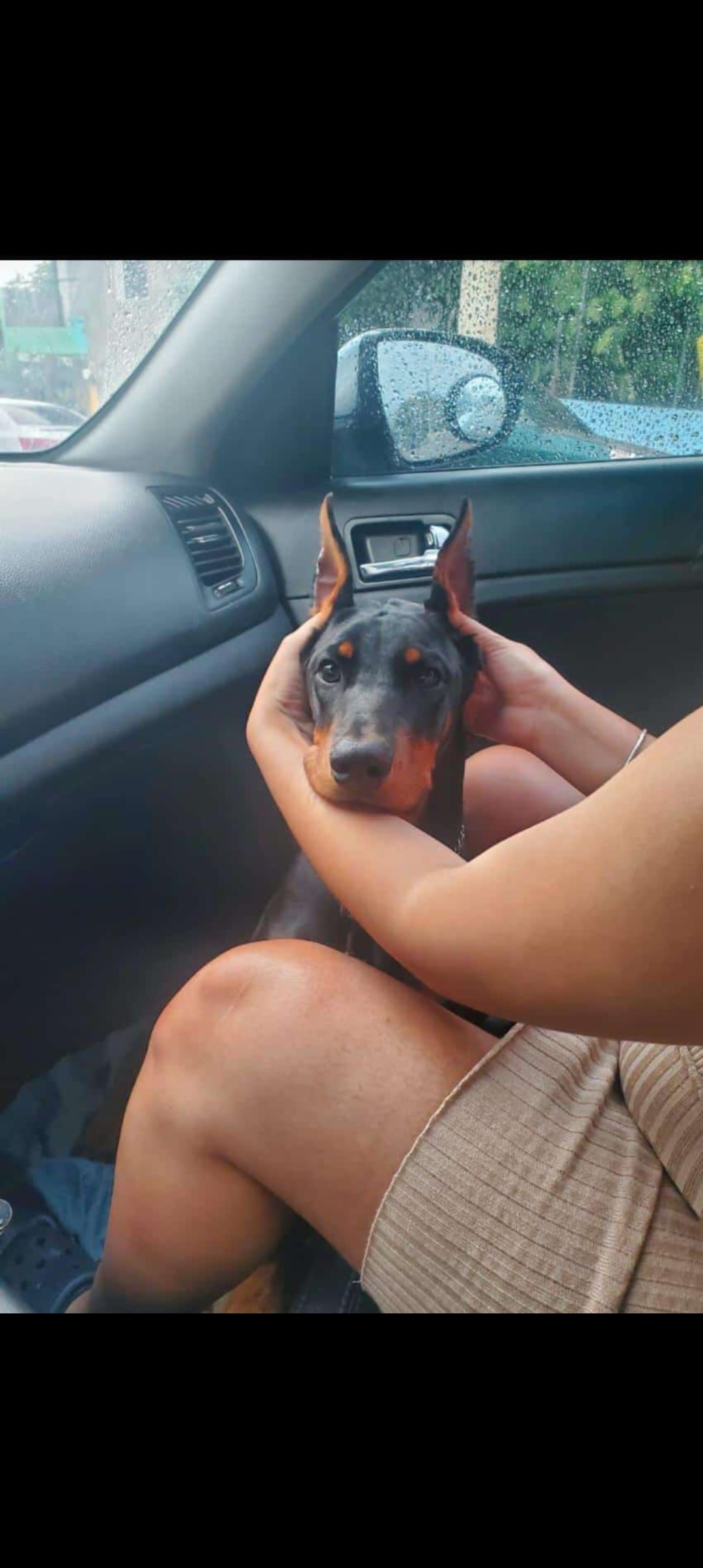 animales y mascotas - doberman  1