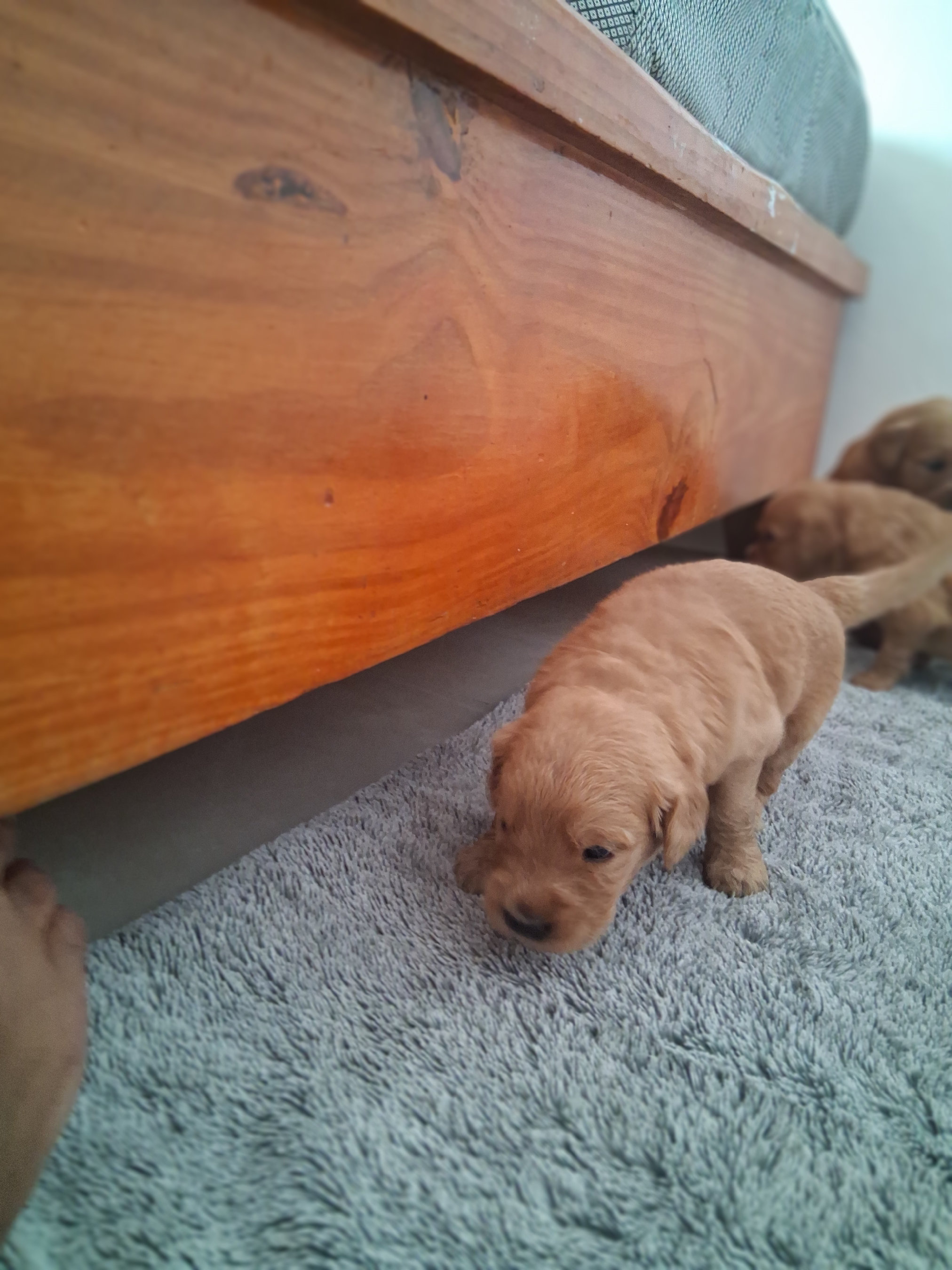 animales y mascotas - Hermosa camada golden retriever disponible  1