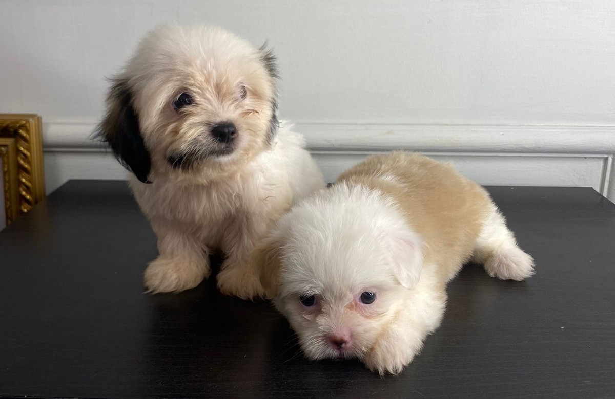 animales y mascotas - Shipoo hembra  1