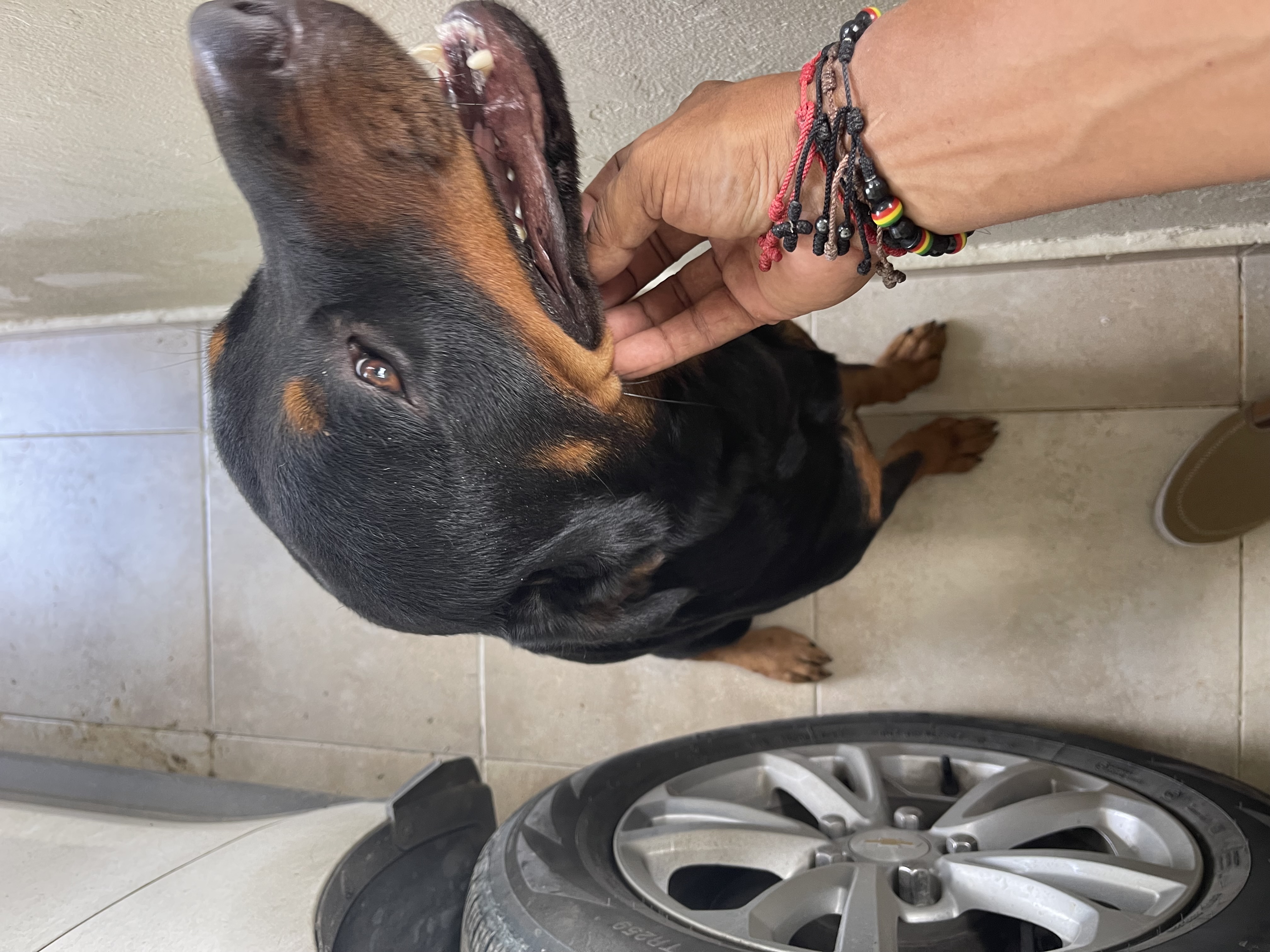 animales y mascotas - Vendo rotweiller cachorro  2