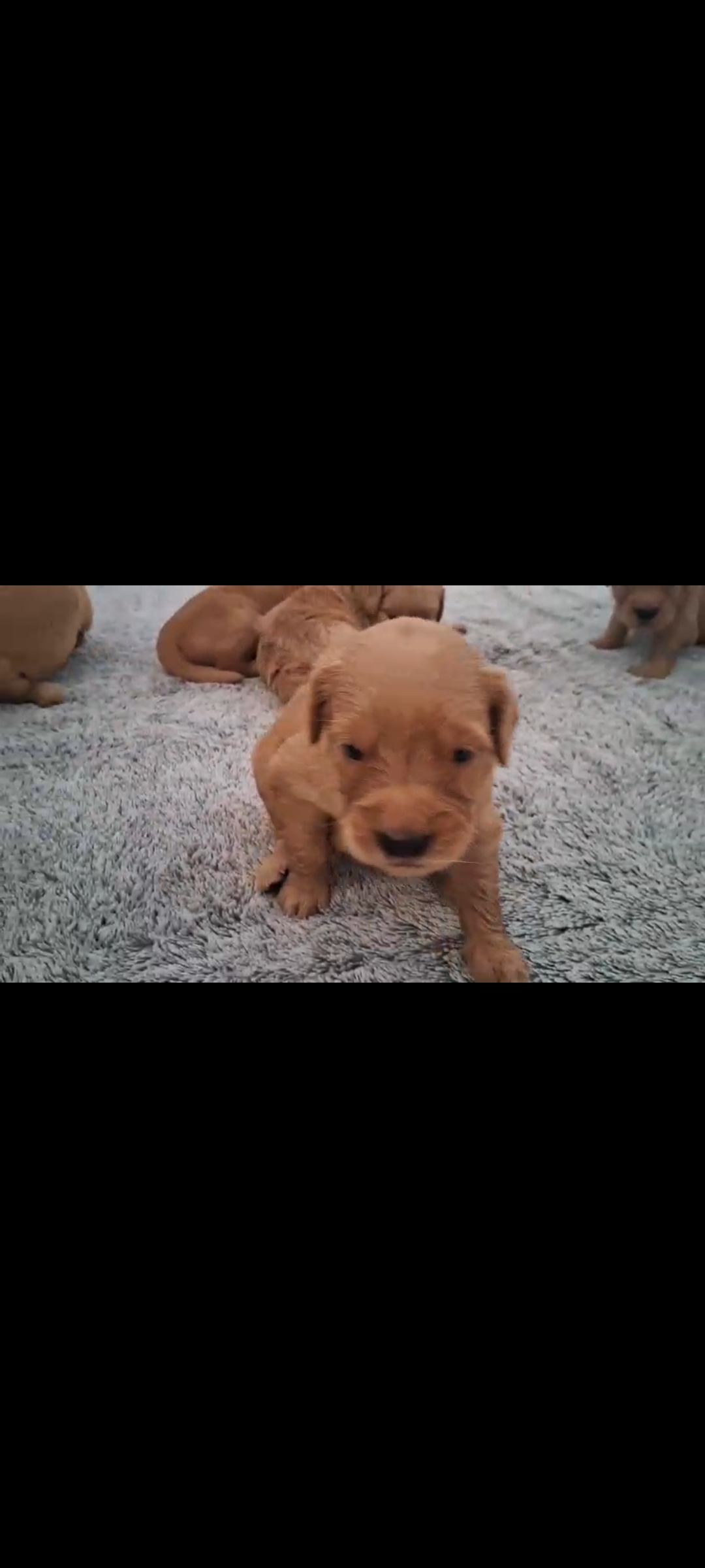 animales y mascotas - cachorros golden retriever ambos sexo 