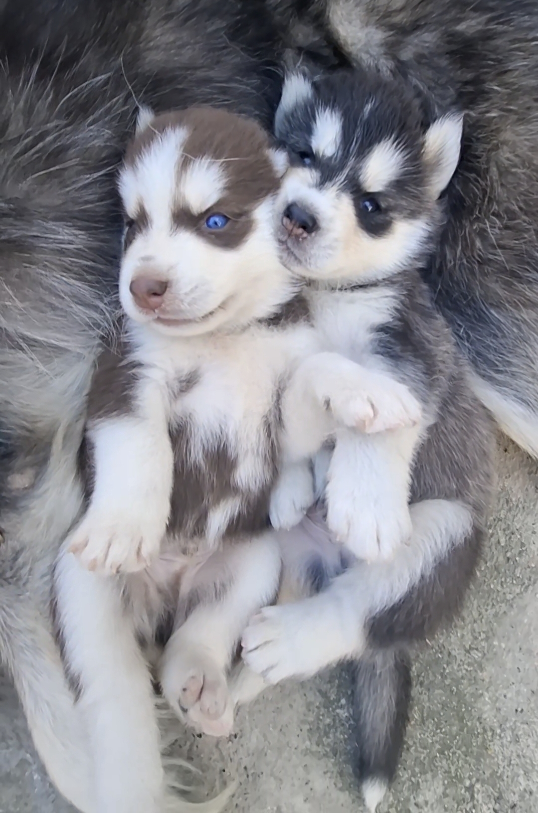 animales y mascotas - HUSKI SIBERIANO PELO LARGO  1