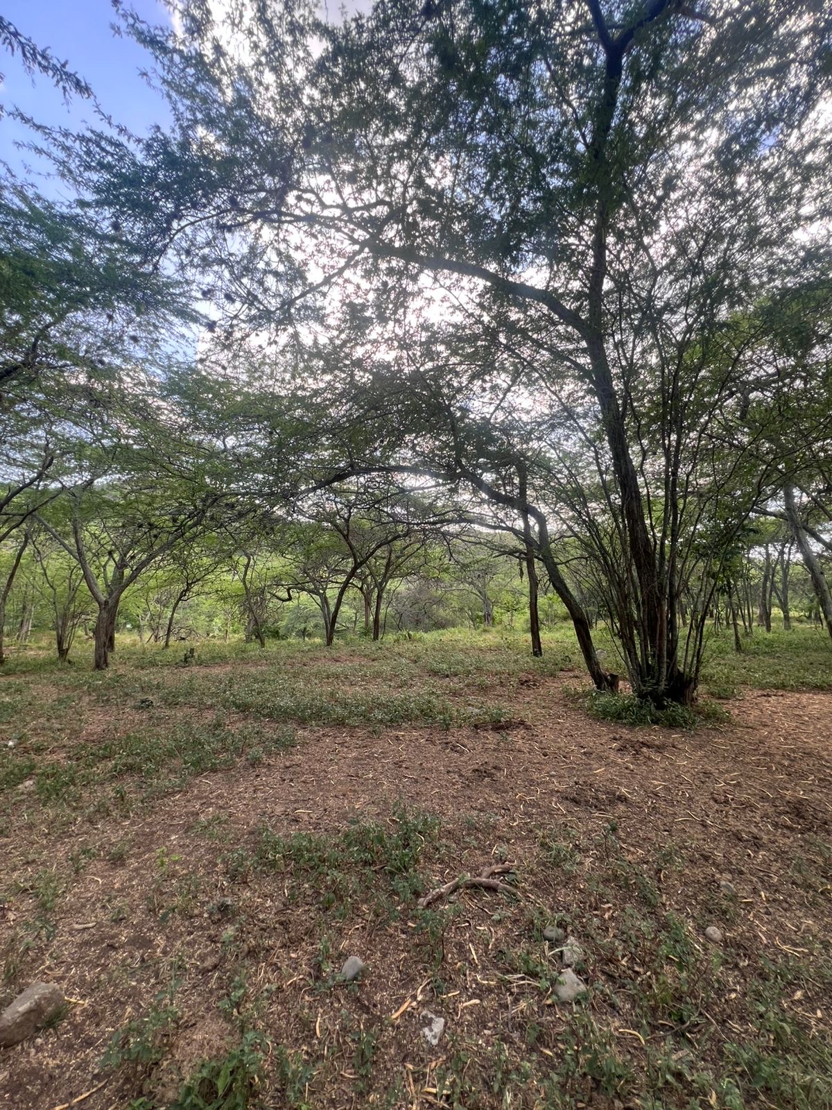 solares y terrenos - finca en Sajoma San José de las matas  1