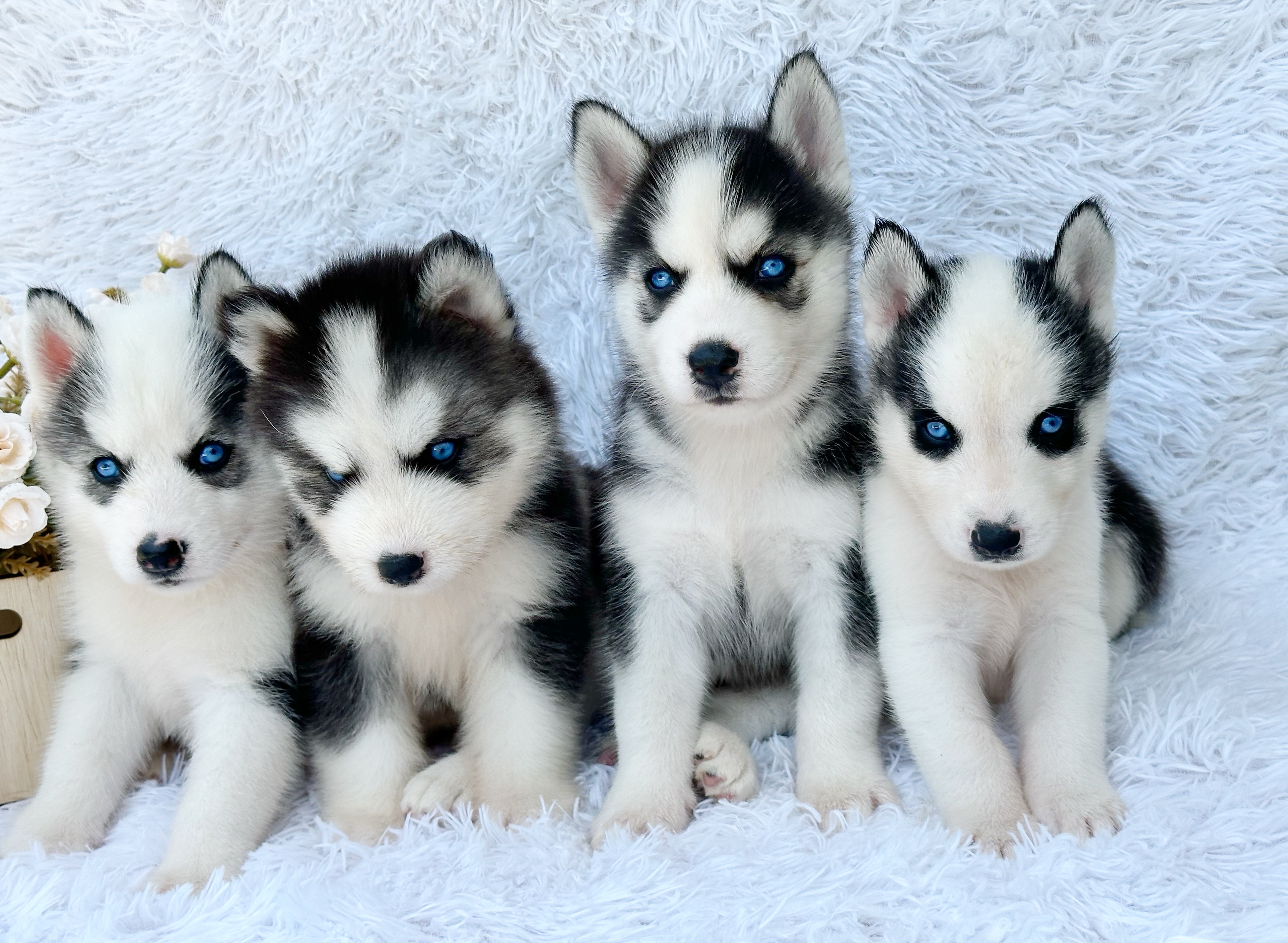animales y mascotas - Husky Siverian Machos y Hembras 