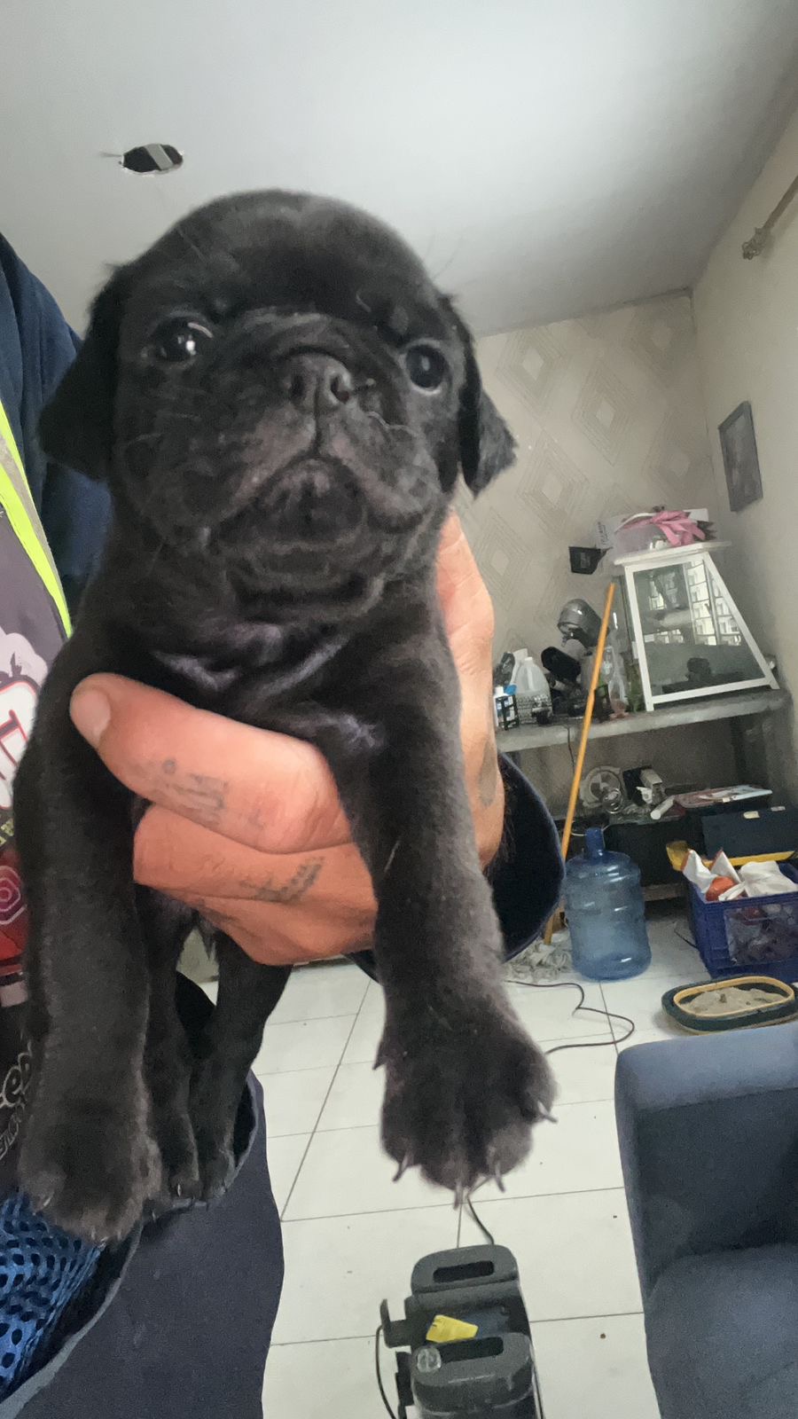animales y mascotas - 🐾 ¡Hermosos Pug en Venta! 🐾 4