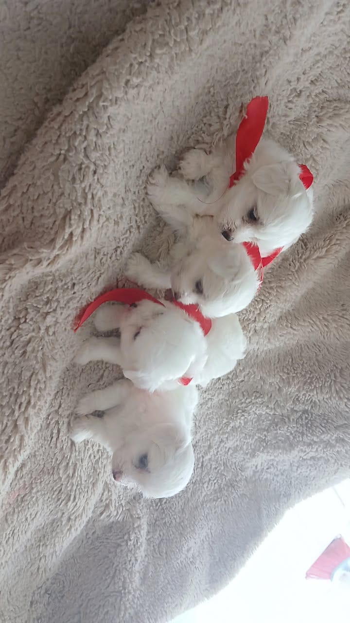 animales y mascotas - cachorros maltés ambos sexo disponible  1