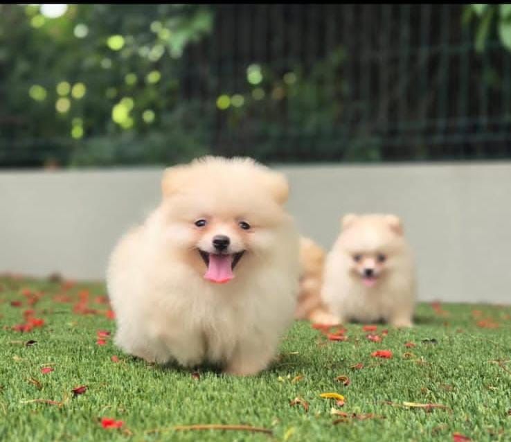 animales y mascotas - OFERTA CACHORRO POMERANIA AMBOS SEXO EN SANTO DOMI