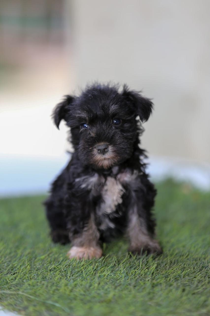 animales y mascotas - Schnauzer miniatura  0