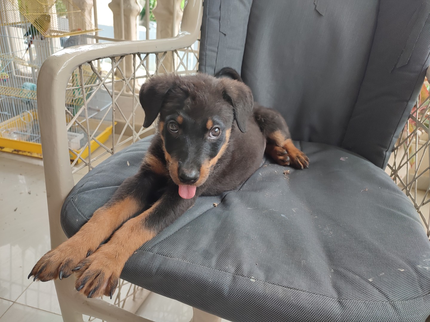 animales y mascotas - Cachorro Rottweiler  6