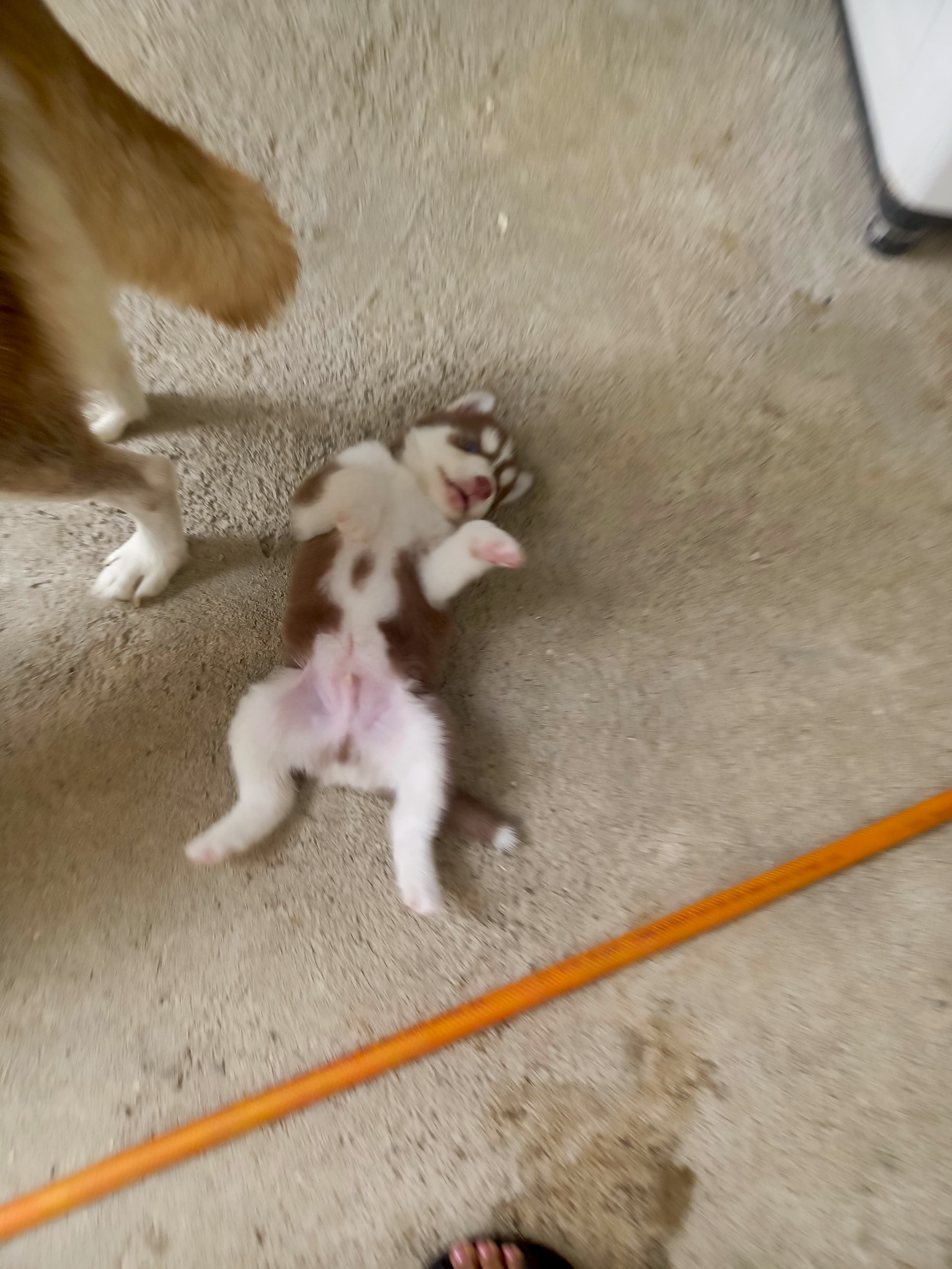 animales y mascotas - husky siberiano, oportunidad  8