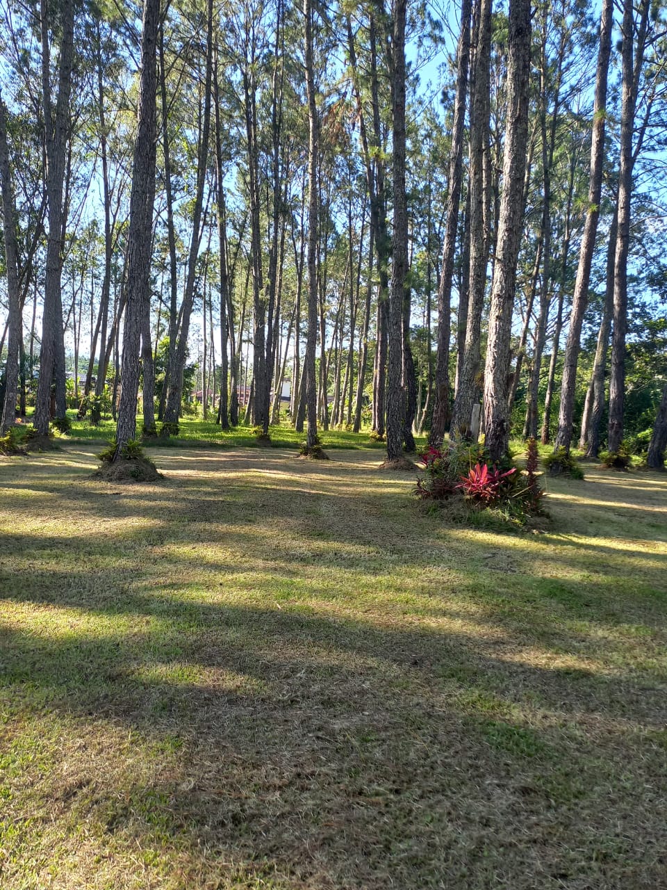 solares y terrenos - Solares de Venta en Jarabacoa  0