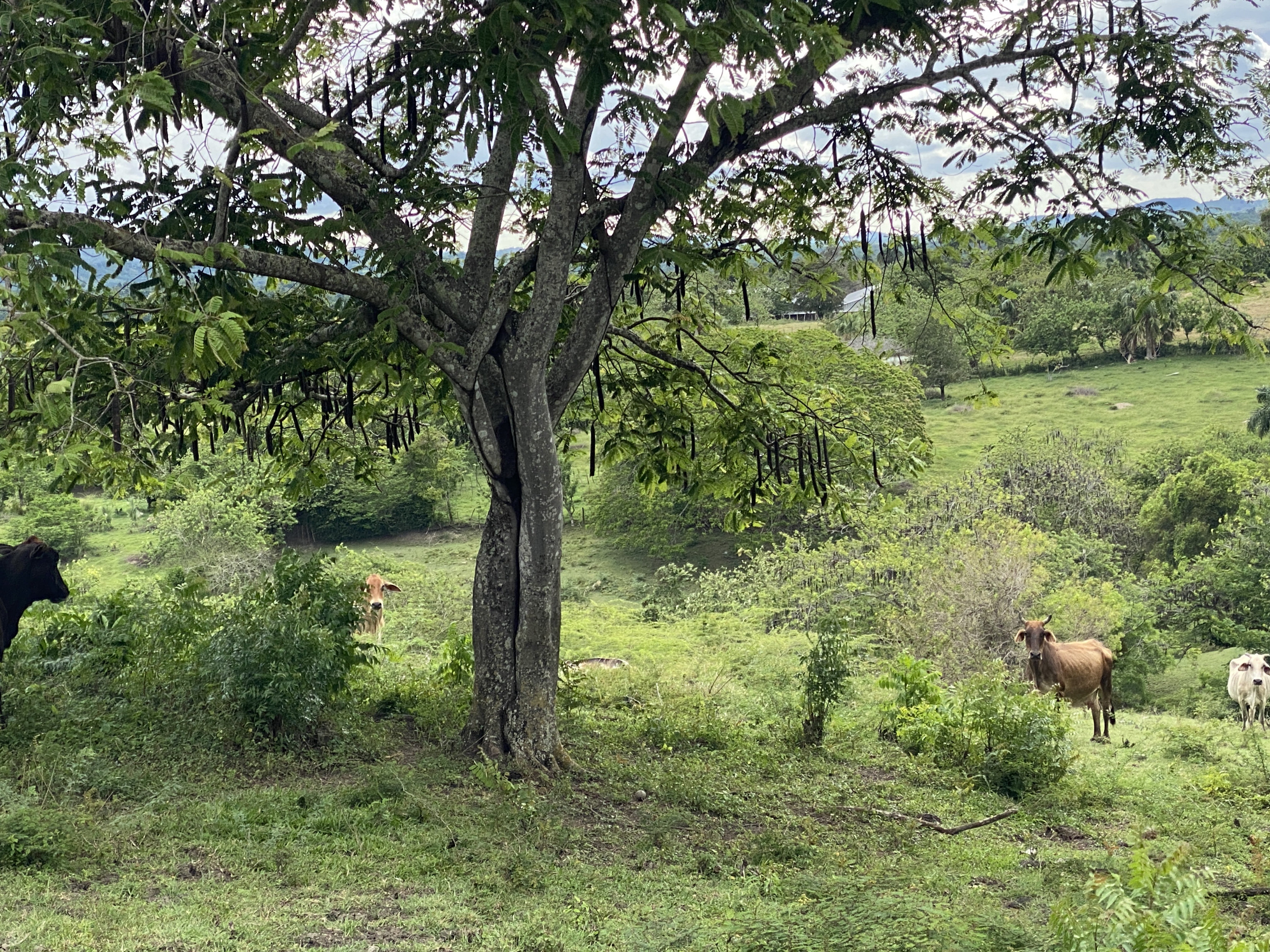 solares y terrenos - finca ganaderas en puerto plata  4