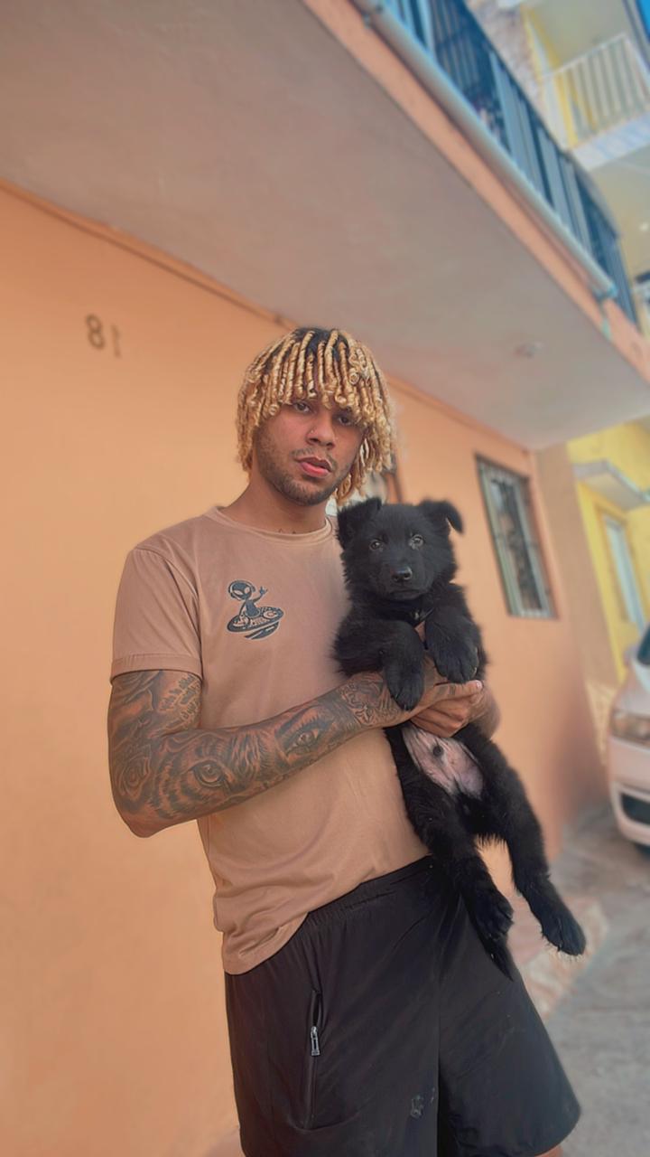 animales y mascotas - pastor alemán negro  0