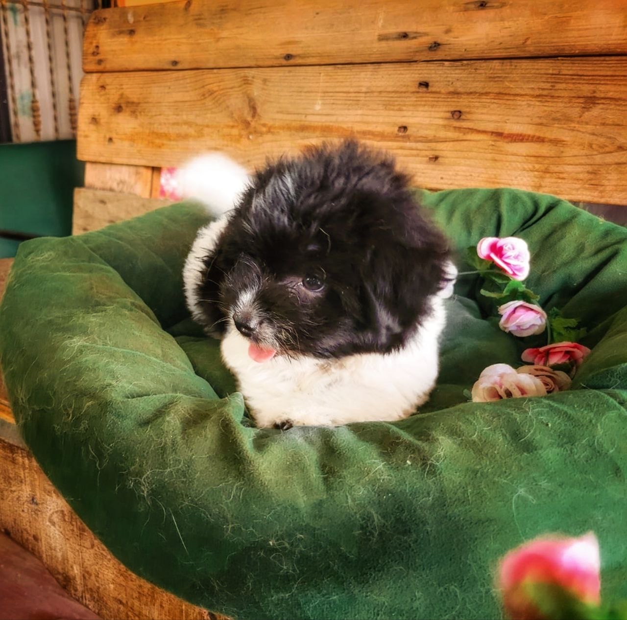 animales y mascotas - venta de shipoo 2