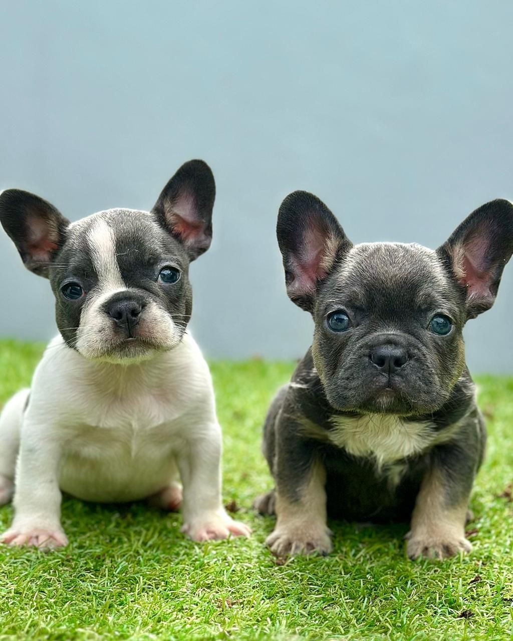 animales y mascotas - OFERTA CACHORRO BULLDOG FRANCES AMBOS SEXO SE ENTR