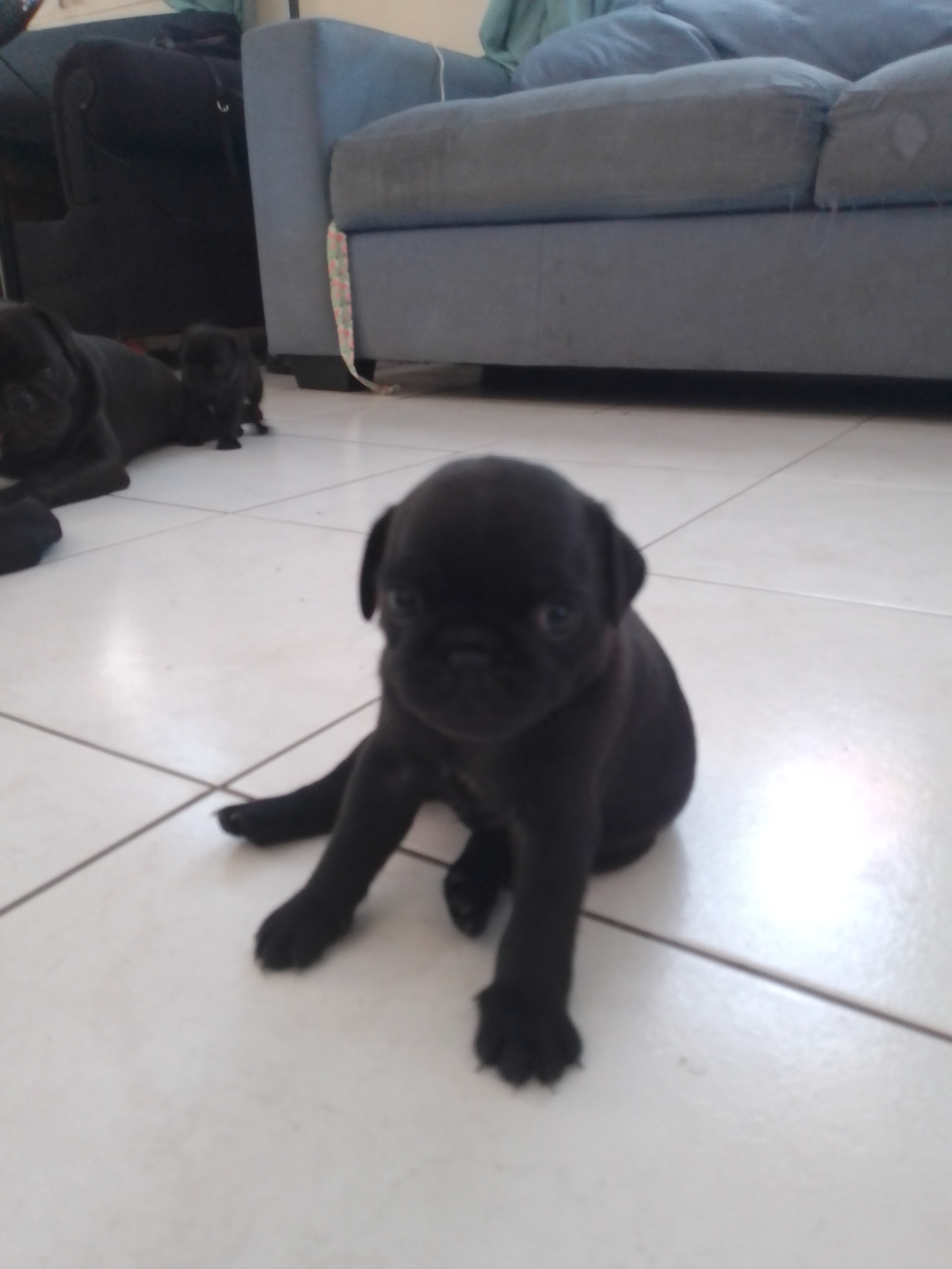 animales y mascotas - 🐾 ¡Hermosos Pug en Venta! 🐾 5