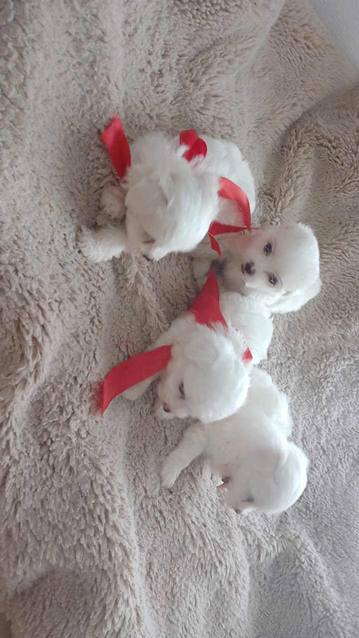 animales y mascotas - cachorros maltés ambos sexo disponible  2