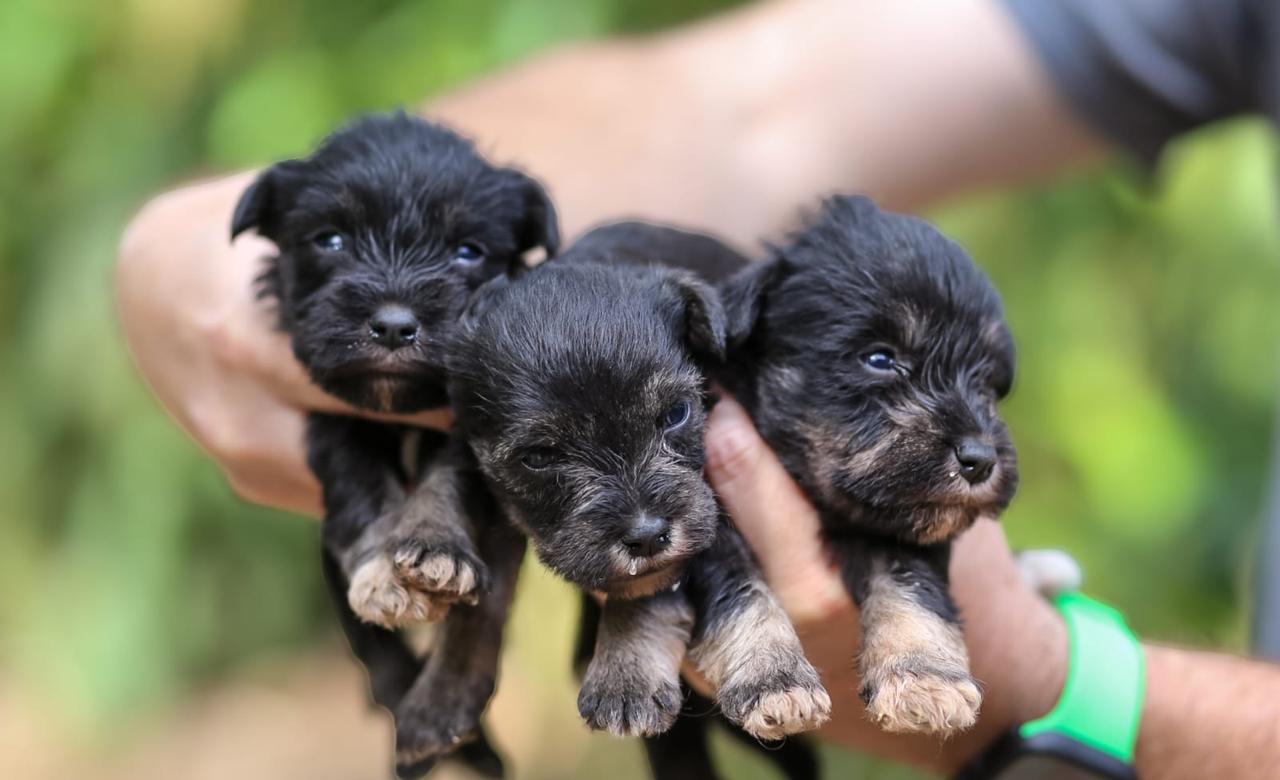 animales y mascotas - Schnauzer miniatura  1