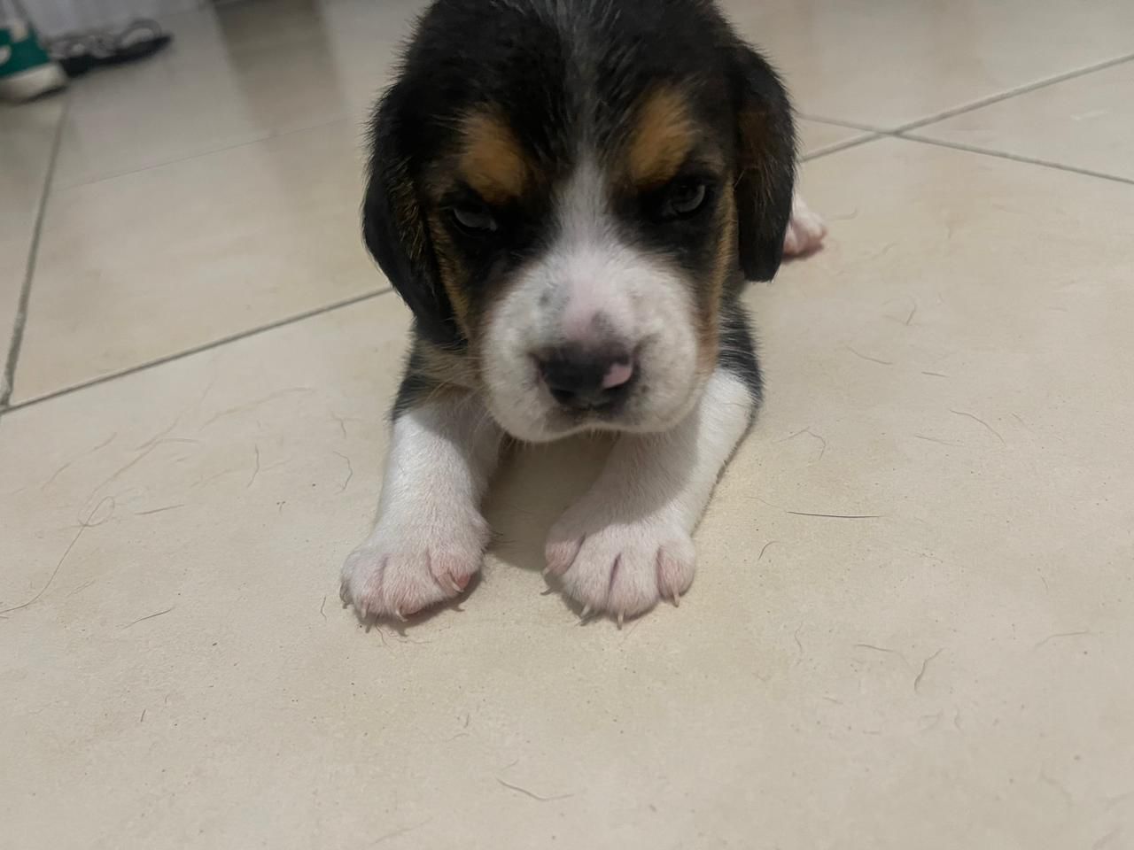 animales y mascotas - OFERTA CACHORRO BEAGLE AMBOS SEXO EN SANTO DOMINGO