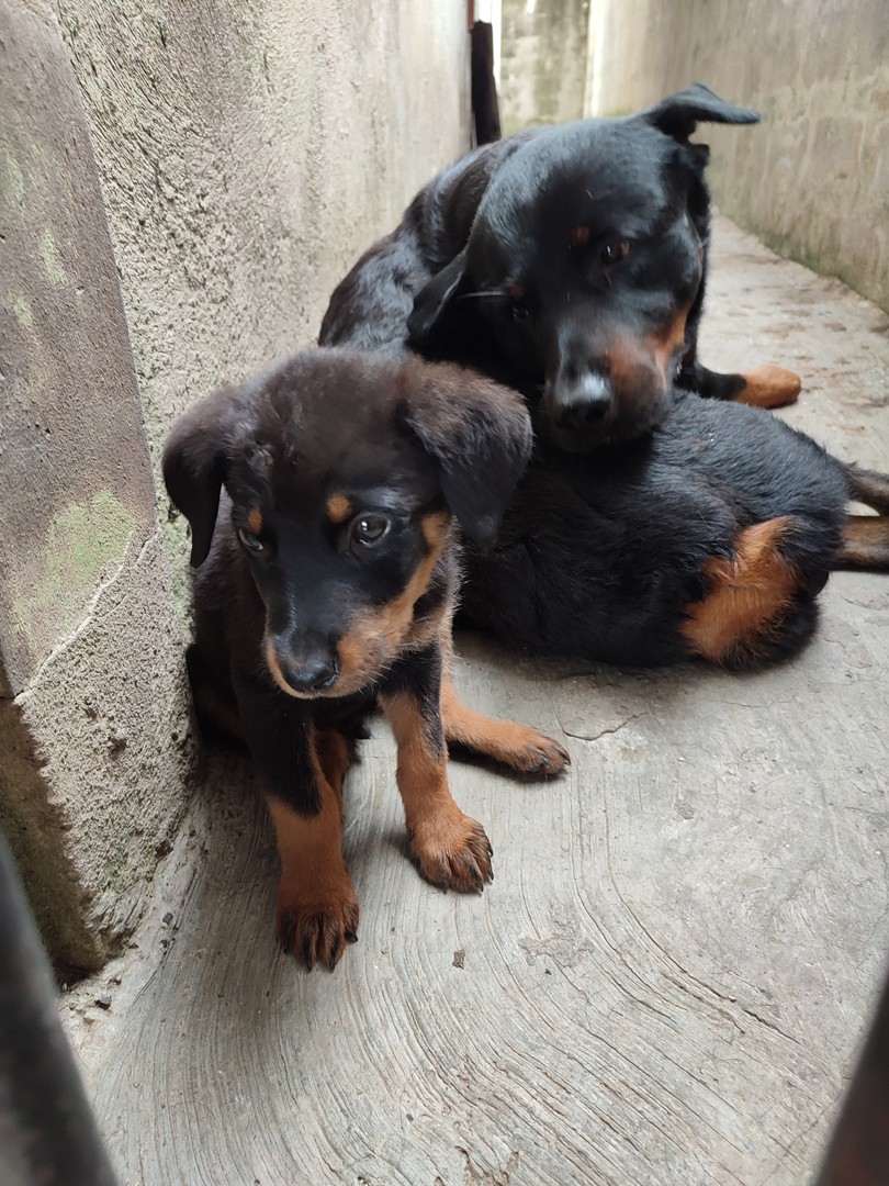 animales y mascotas - Cachorro Rottweiler  7