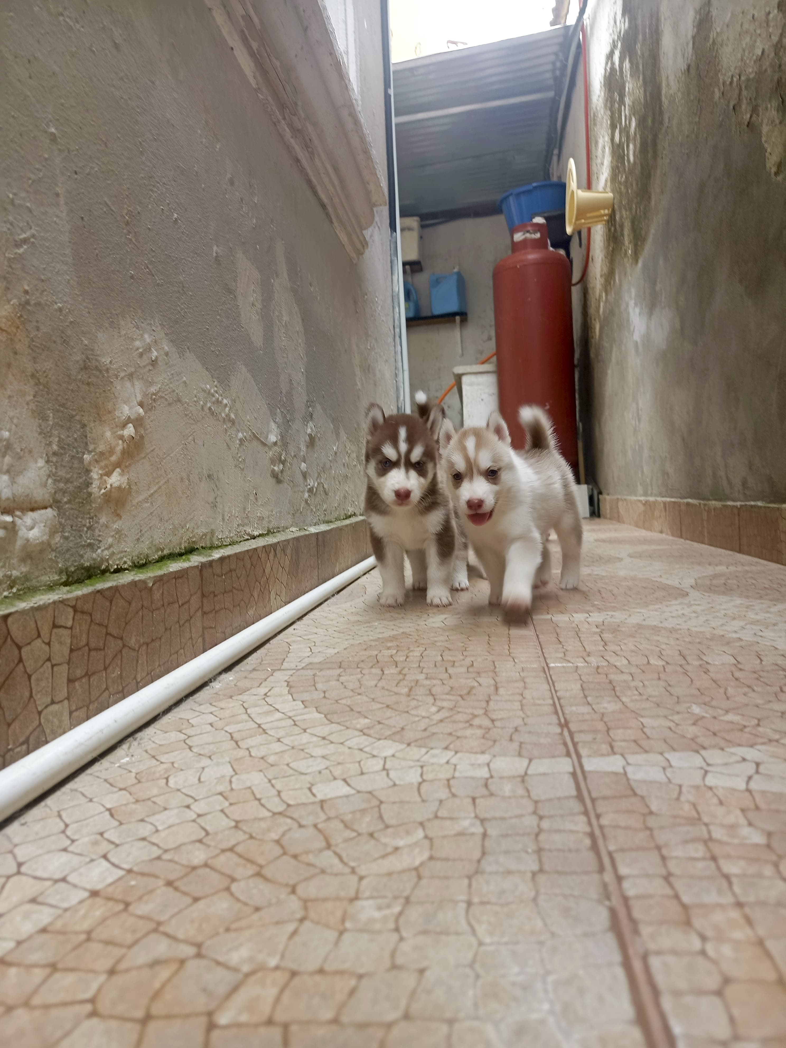 animales y mascotas - husky siberiano, oportunidad  9