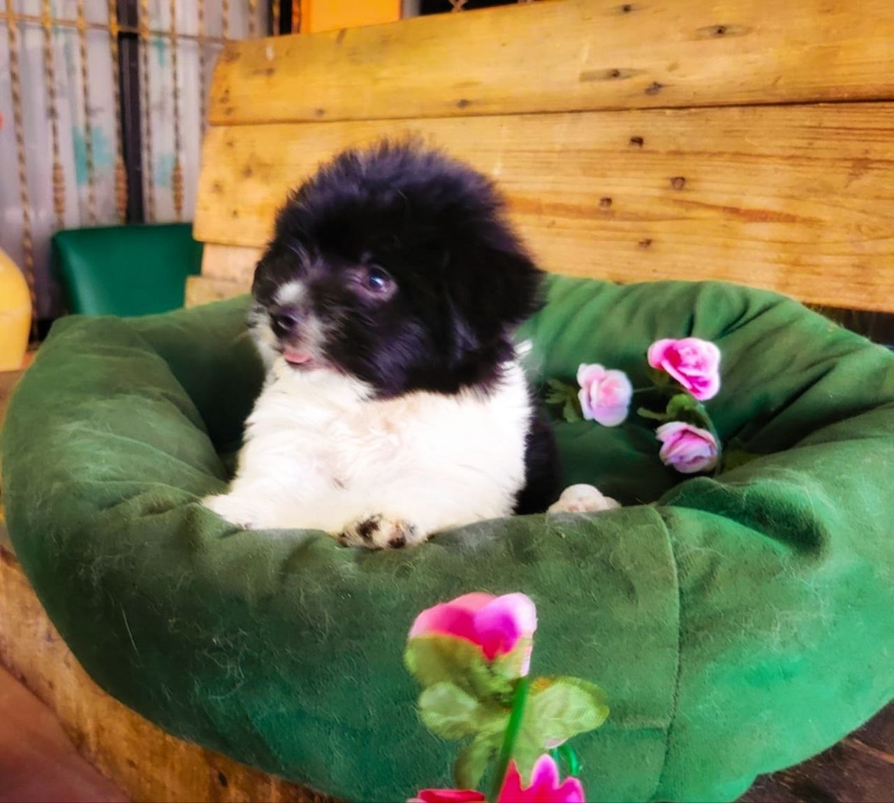 animales y mascotas - venta de shipoo 3
