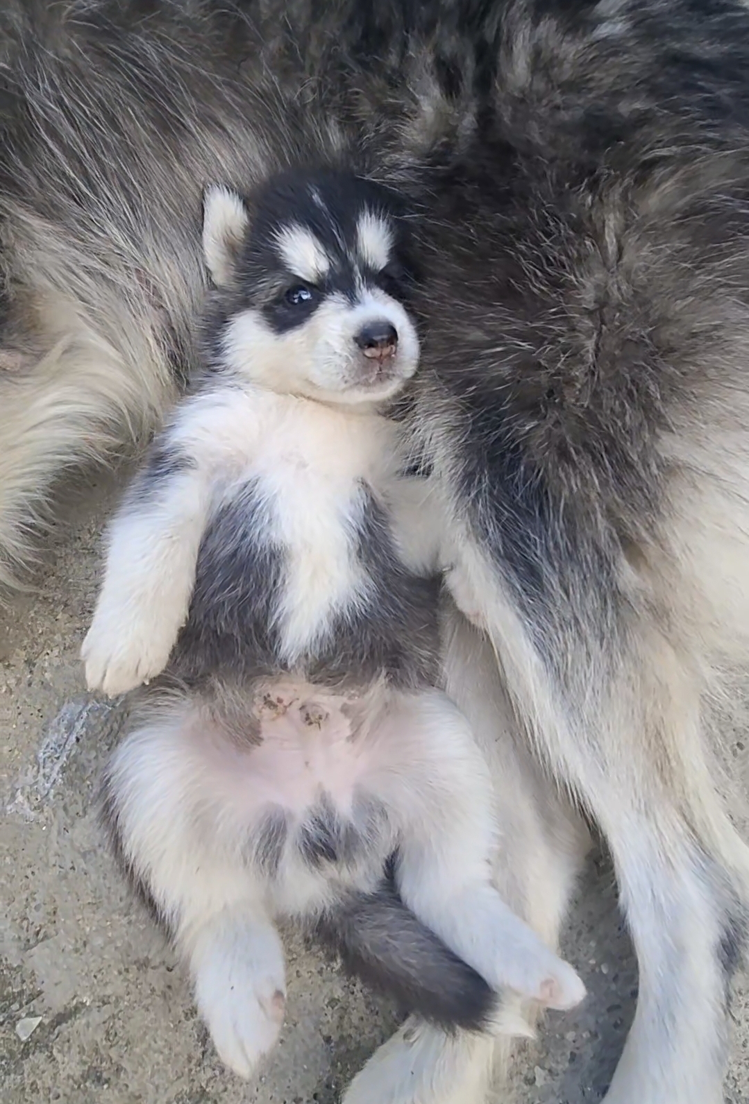 animales y mascotas - HUSKI SIBERIANO PELO LARGO 