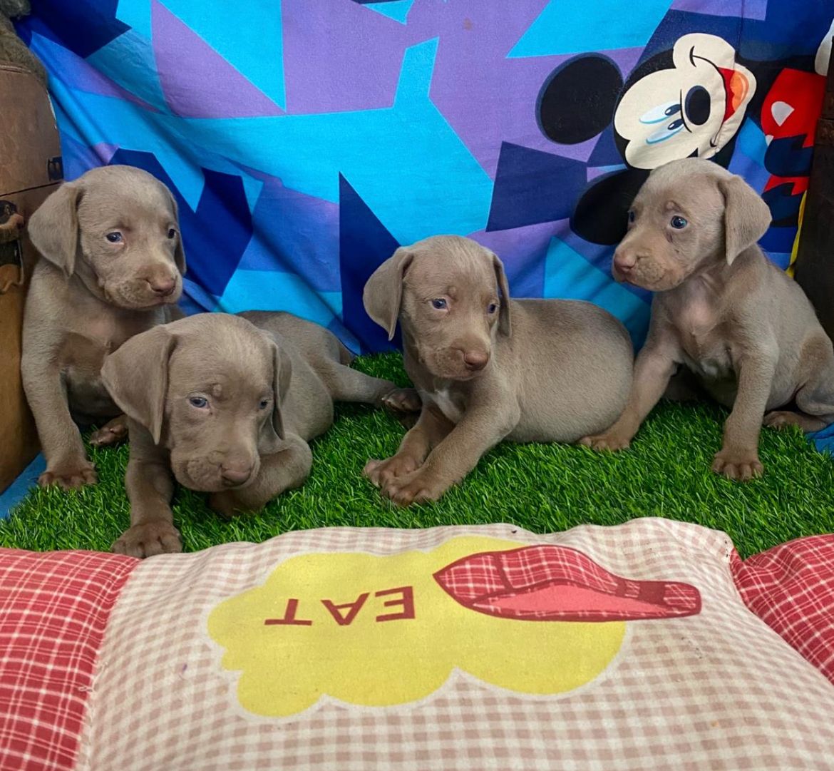 animales y mascotas - OFERTA CACHORRO WEIMARANER AMBOS SEXO SE ENTREGA C