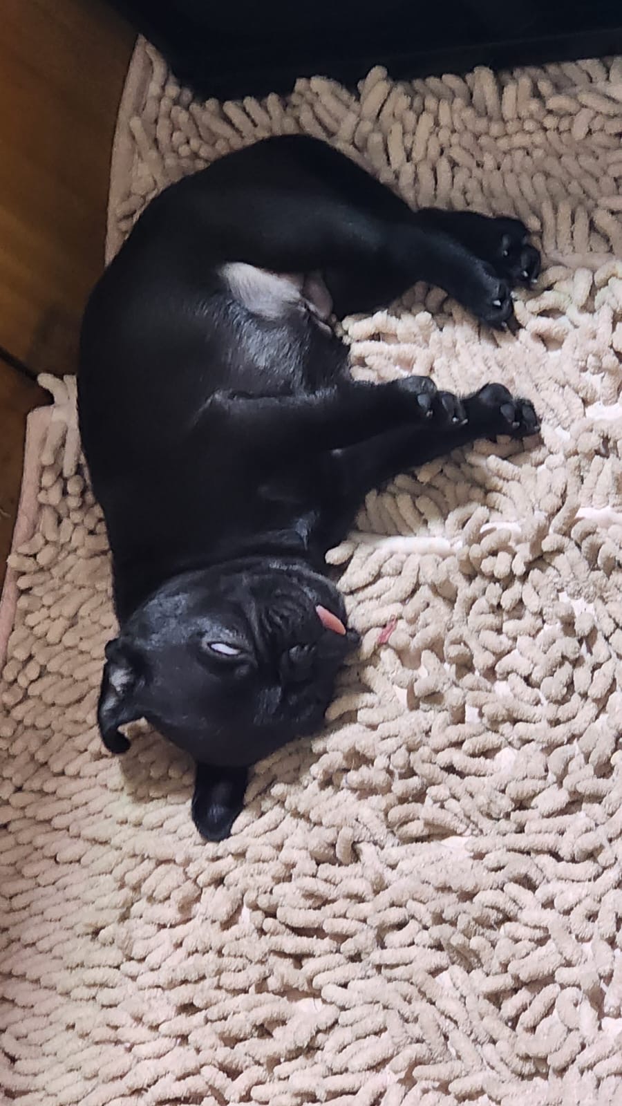 animales y mascotas - 🐾 ¡Hermosos Pug en Venta! 🐾 6