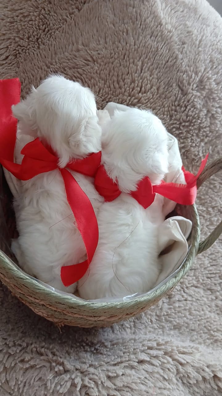 animales y mascotas - cachorros maltés ambos sexo disponible  3