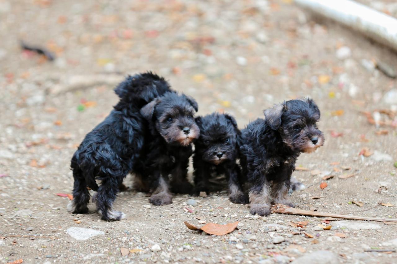 animales y mascotas - Schnauzer miniatura  2