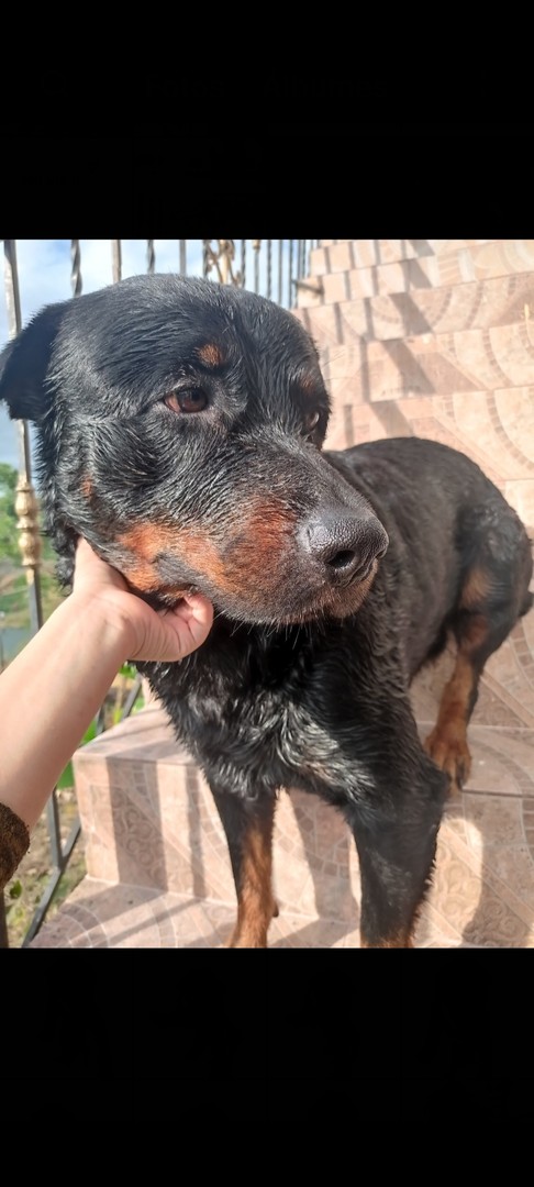 animales y mascotas - Cachorro Rottweiler  8